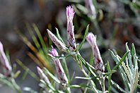 Staehelina dubia